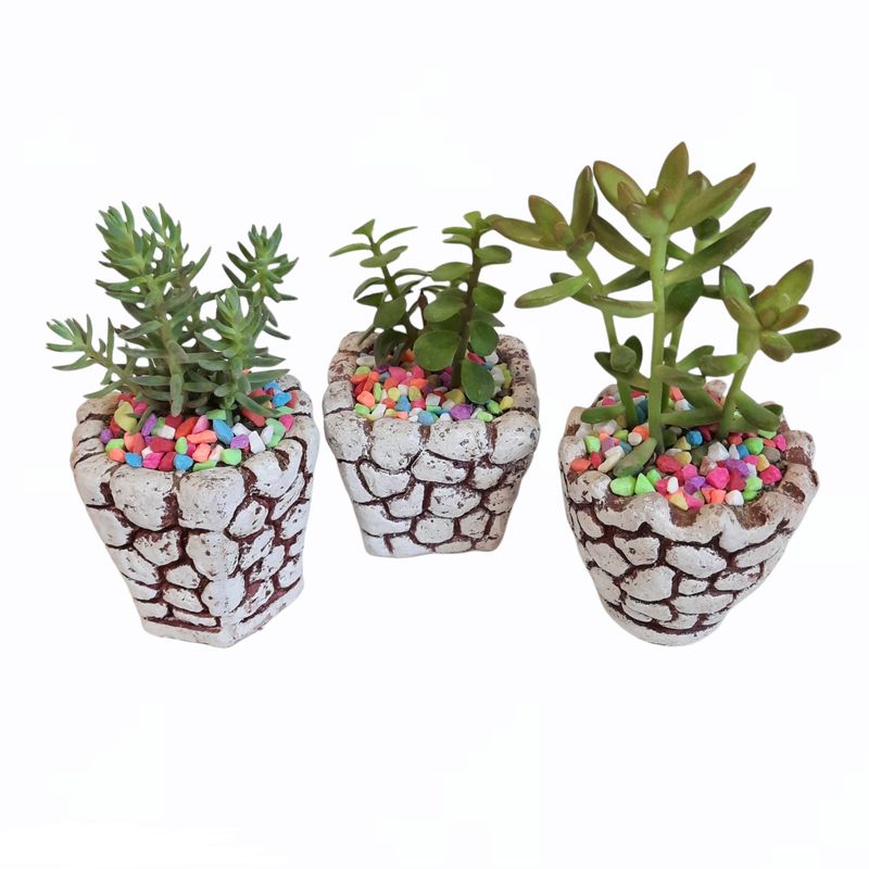 گیاه طبیعی خانواده ساکولنت کد 246 مجموعه 3 عددی